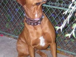 boxweiler_1_20211129_1590688311